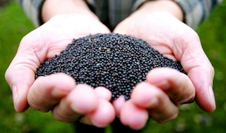 Україна експортувала близько 1,5 млн тонн ріпаку