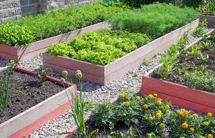 Високі грядки своїми руками: як зробити правильно