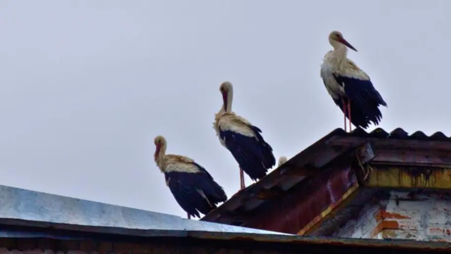 Лелеки вперше за два десятиліття повернулися до Чорнобиля