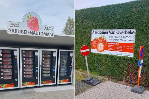 Бельгійський виробник полуниці очікує стабільний сезон попри зміну сортів