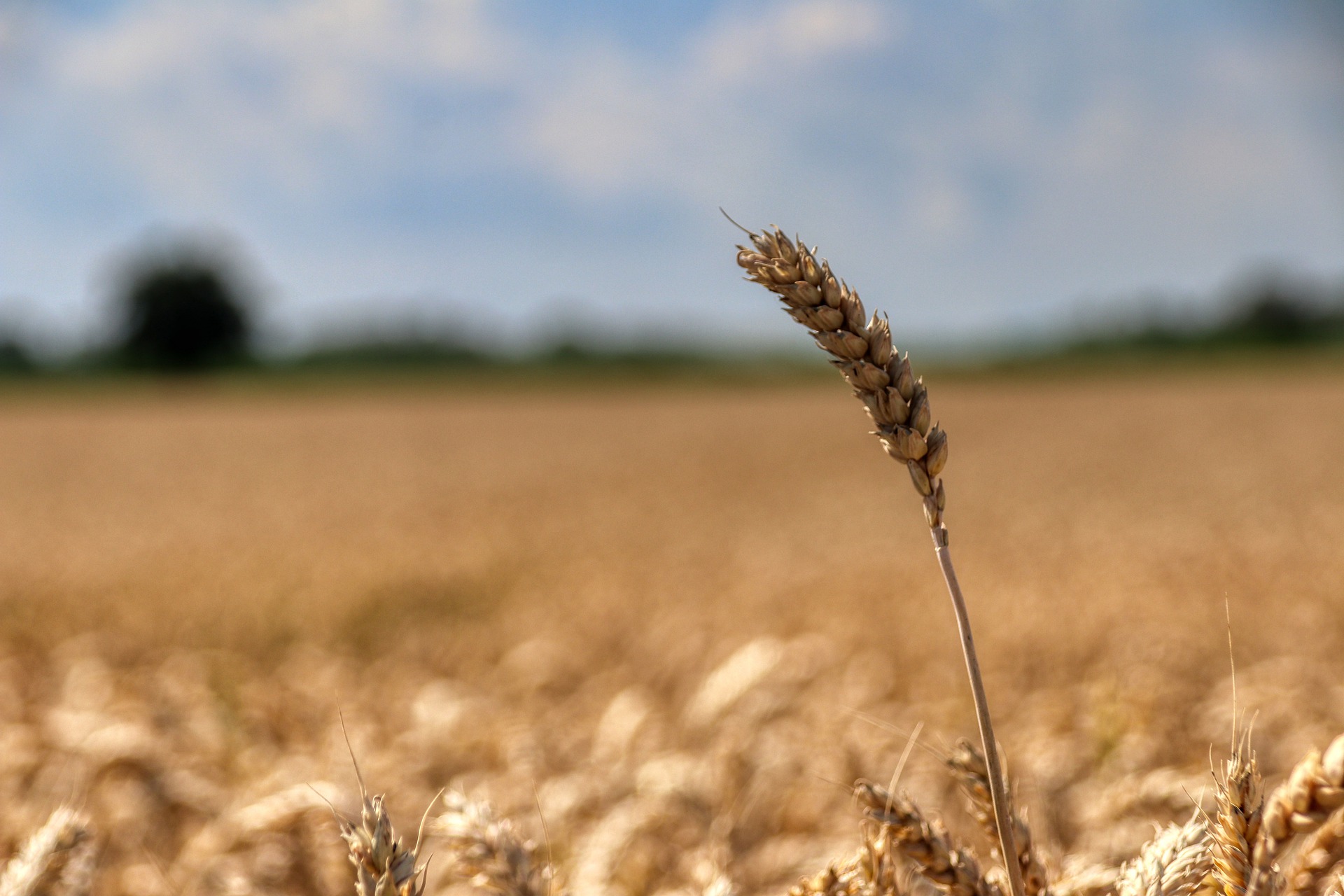 USDA знизив прогноз експорту української пшениці