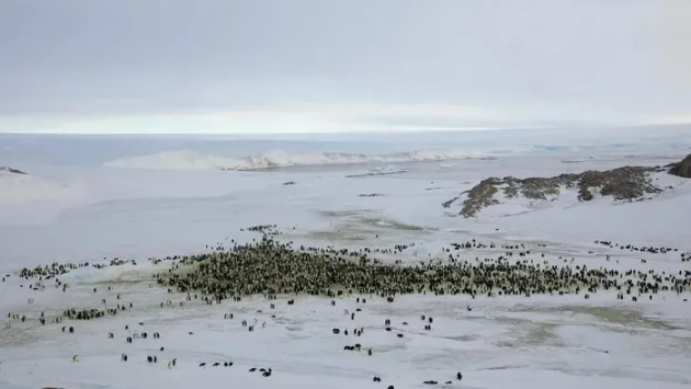 Ми їх втрачаємо: імператорські пінгвіни та морські котики офіційно визнані вимираючими