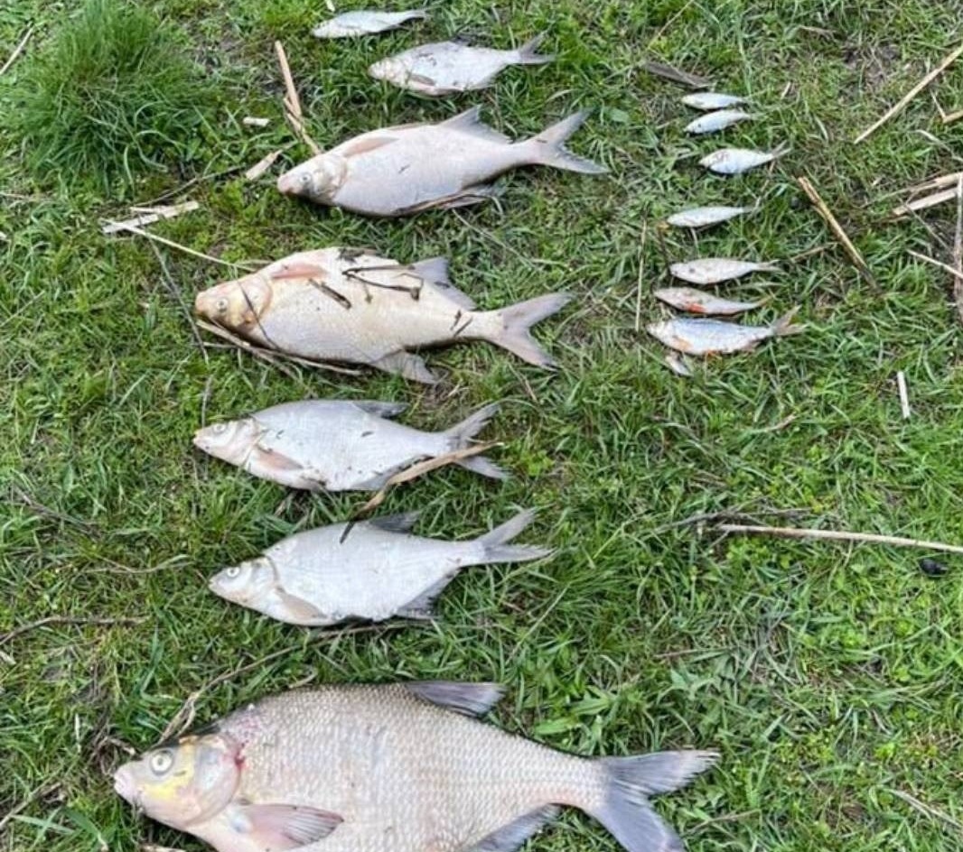 Масова загибель риби у Сіверському Дінці на Харківщині — що відомо