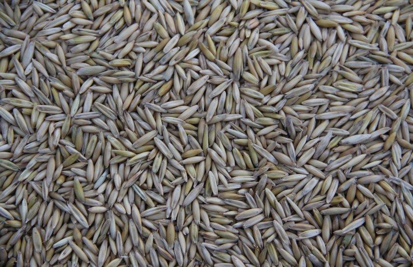 США дали негативний прогноз по експорту української пшениці