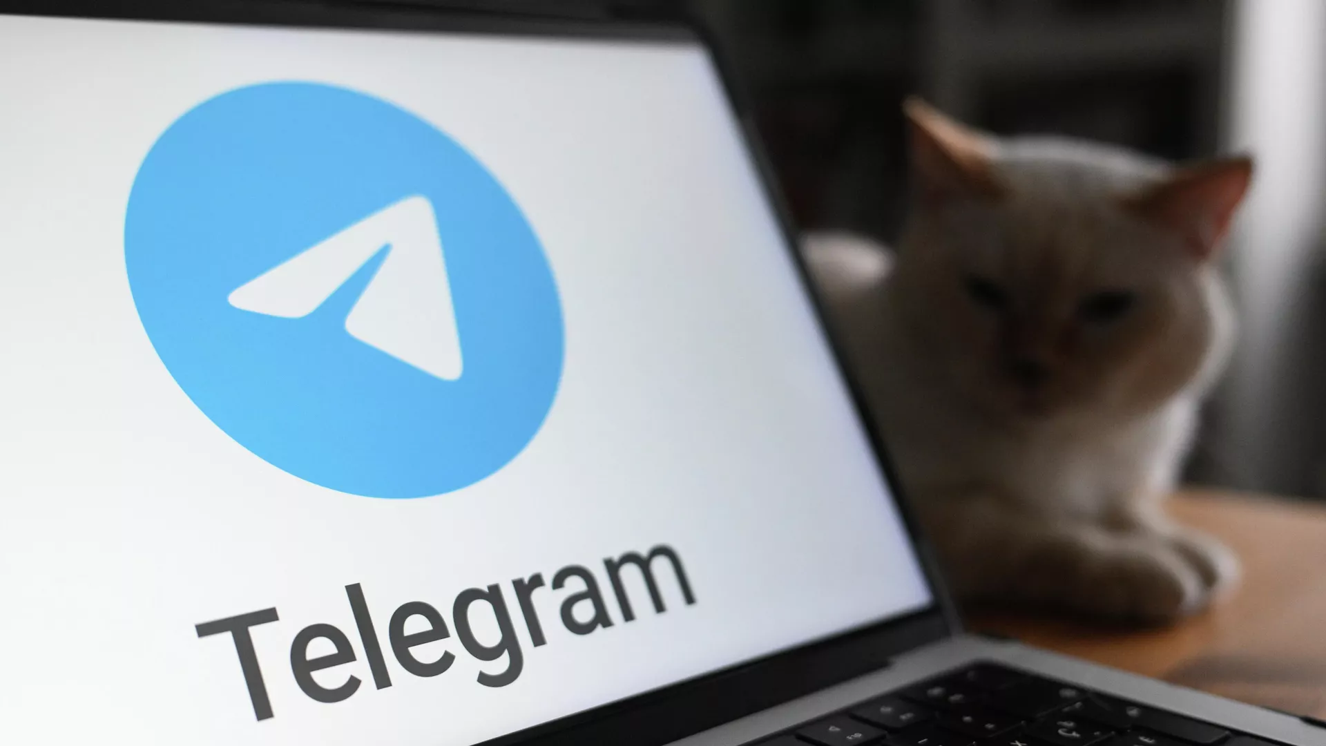 З магазинів додатків в Індії тимчасово видалили Telegram
